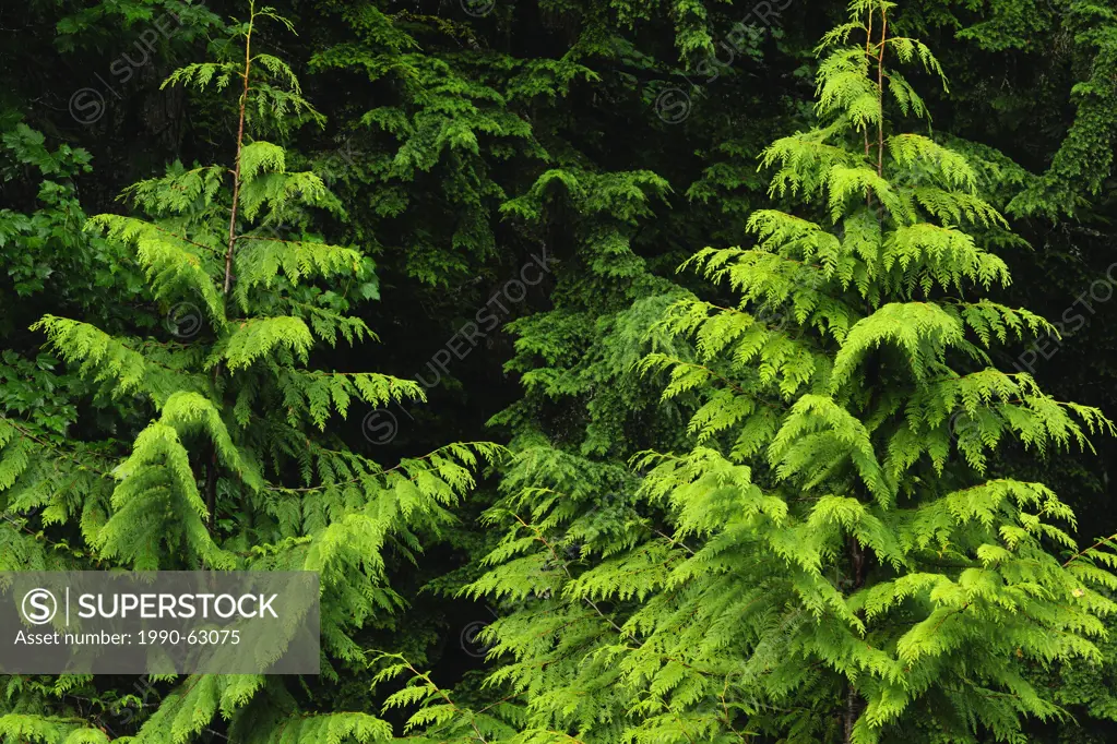 Western Red cedar boughs, Mount Revelstoke National Park, British Columbia, Canada