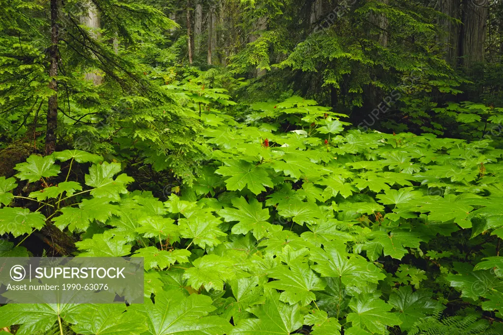 Devil´s Club Oplopanax horridus, Araliaceae, syn. Echinopanax horridus, Fatsia horrida leaves, Mount Revelstoke National Park, British Columbia, Canad...