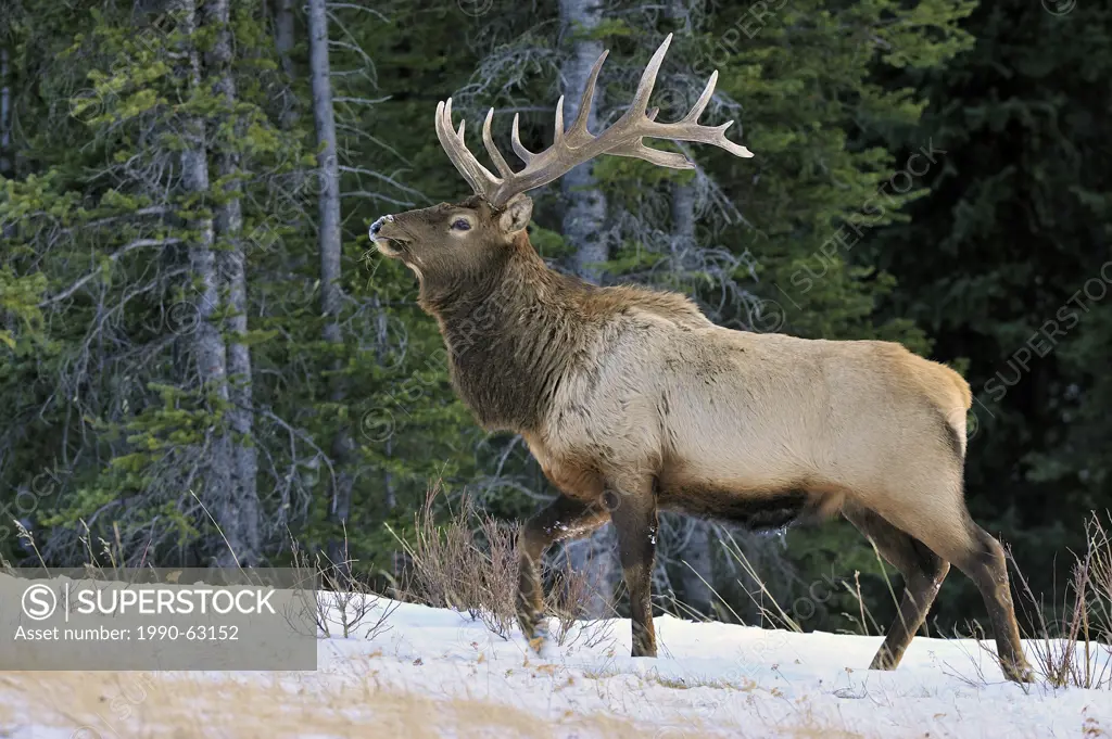 large bull Elk Cervus elaphus walking along a snow covered ridge in Jasper National Park, Alberta, Canada