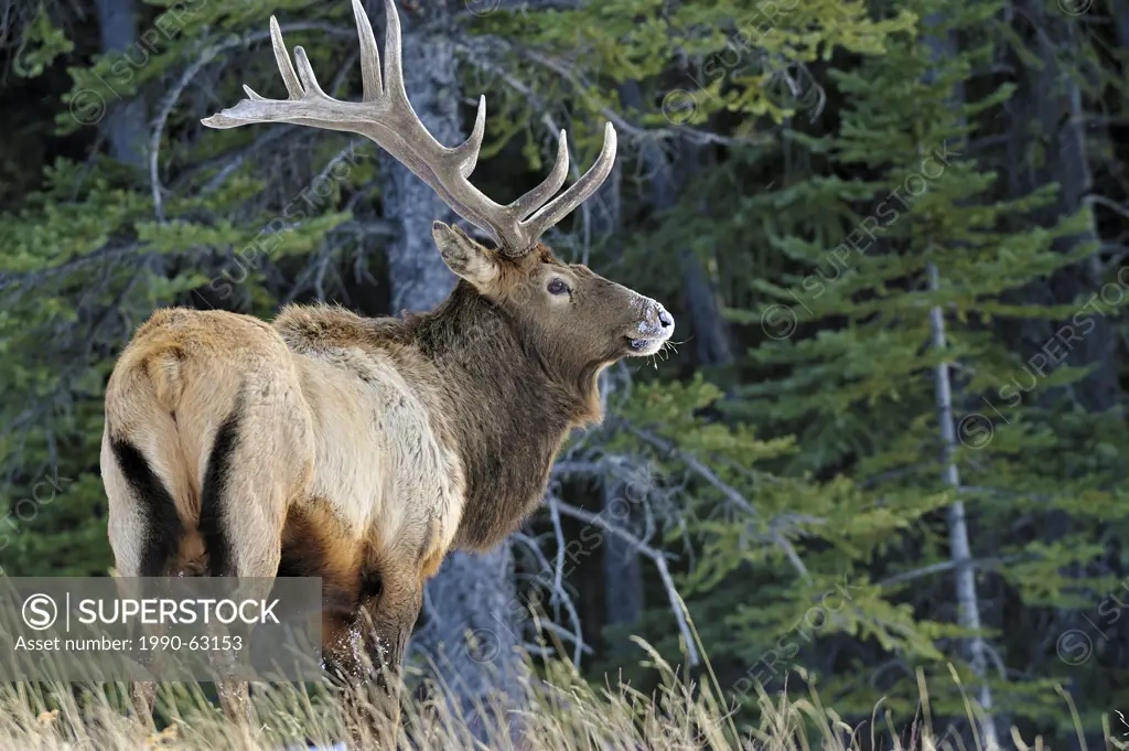A large bull Elk Cervus elaphus foraging on a snow covered ridge in Jasper National Park, Alberta, Canada