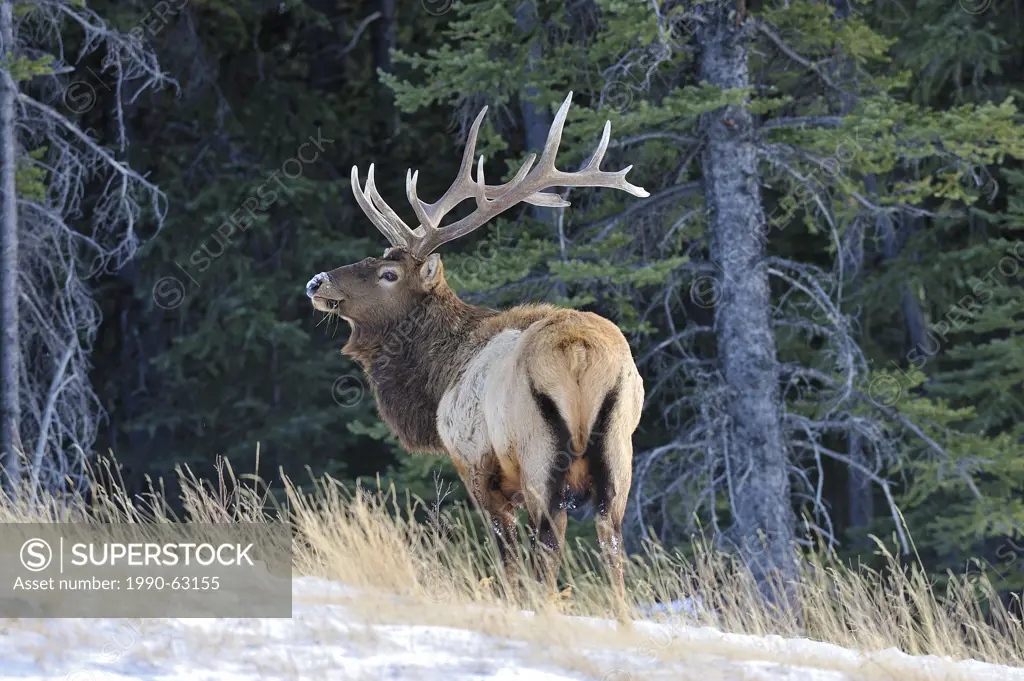 A bull Elk Cervus elaphus forages along a snow covered ridge in Jasper National Park, Alberta, Canada