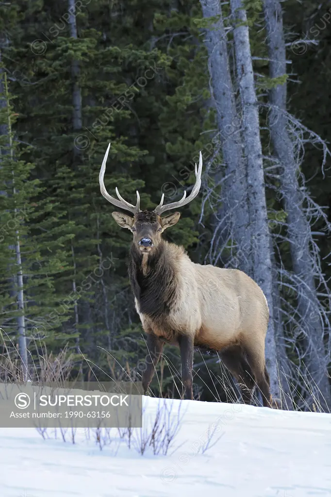 A Bull Elk Cervus elaphus forages along a snow covered ridge in Jasper National Park, Alberta, Canada