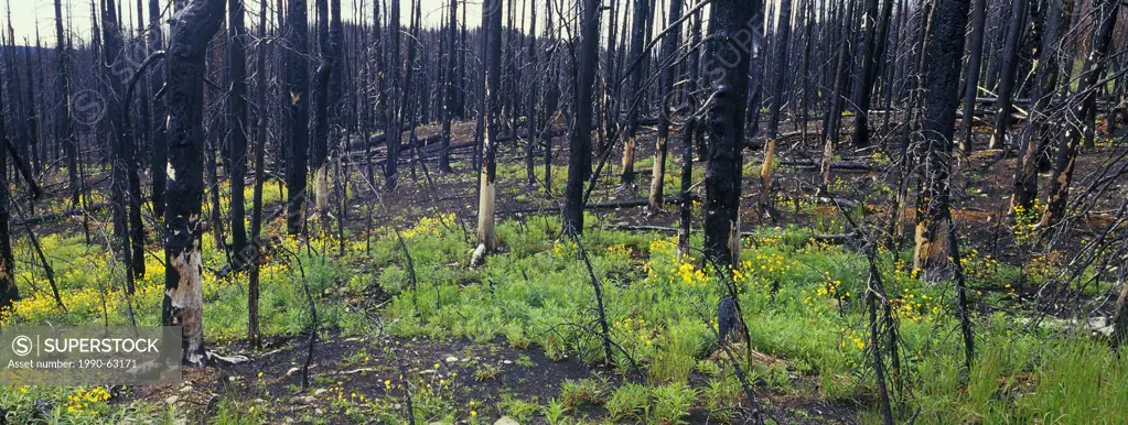 time series of burned forest of Englemann spruce Picea englemannii and subalpine fir Abies lasiocarpa 2 years after fire, Tweedsmuir Provincial Park, ...