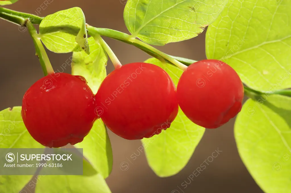 fruits of red huckleberry Vaccinium parvifolium in the western hemlock Tsuga heterophylla _ western redcedar Thuja plicata forest, Shuswap Lake, Seymo...