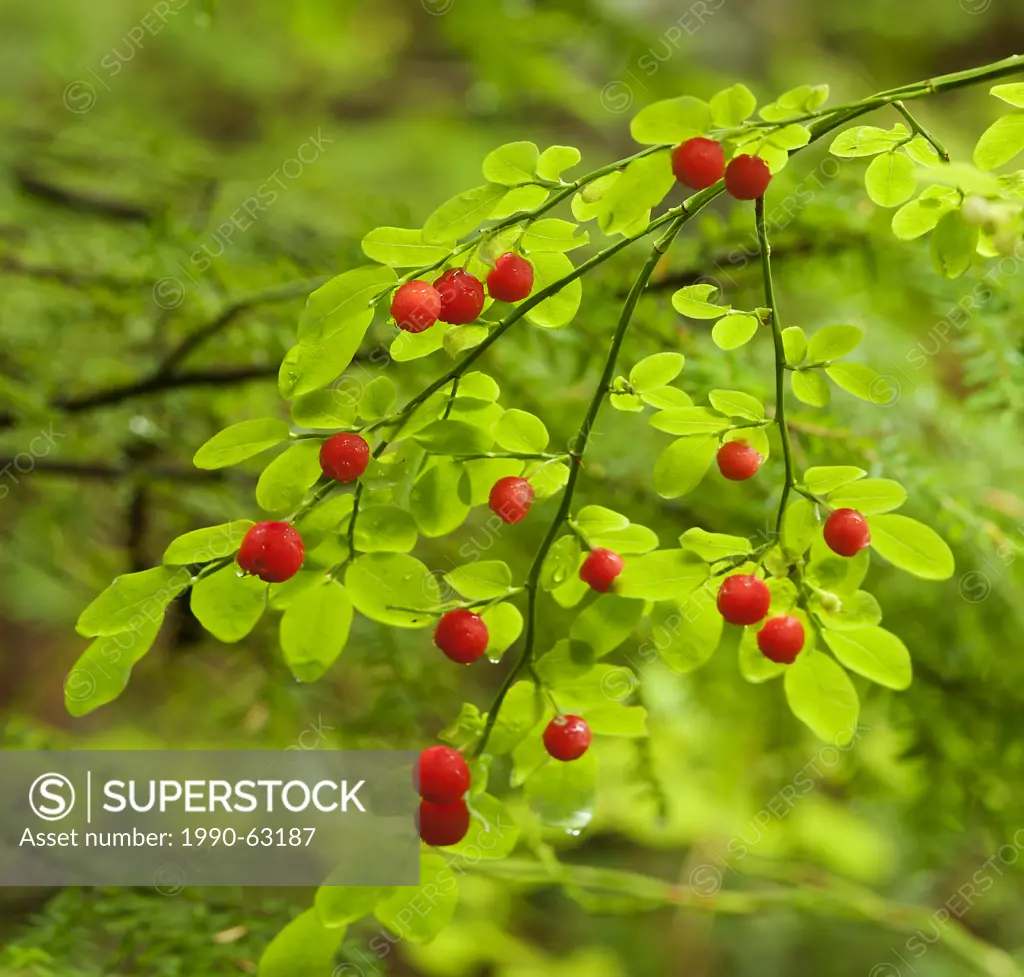 red huckleberry Vaccinium parvifolium in the western hemlock Tsuga heterophylla _ western redcedar Thuja plicata forest, Shuswap Lake, Seymour Arm , B...