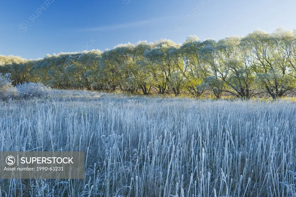 frost covered trees in shelter belt, near Oakbank, Manitoba, Canada