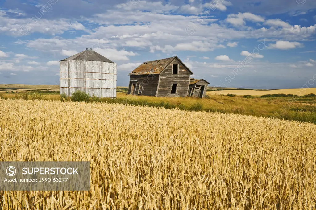 abandoned farm house and grain bin next to wheat field, near Rosetown, Saskatchewan, Canada