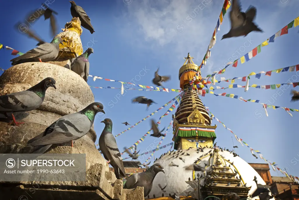 Pigeons Columba livia in foreground of Kathesimbu Stupa, Kathmandu, Nepal