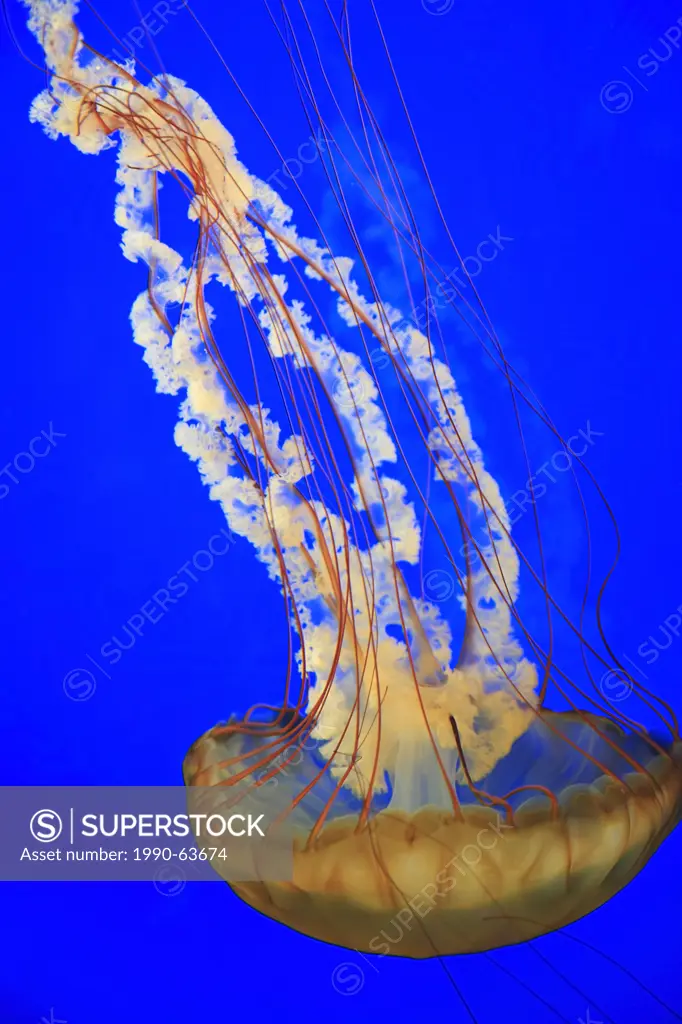 Pacific Sea Nettle jellyfish, Chrysaora fuscescens, Shaw Ocean Discovery Centre Aquarium , Sidney, Vancouver Island, British Columbia