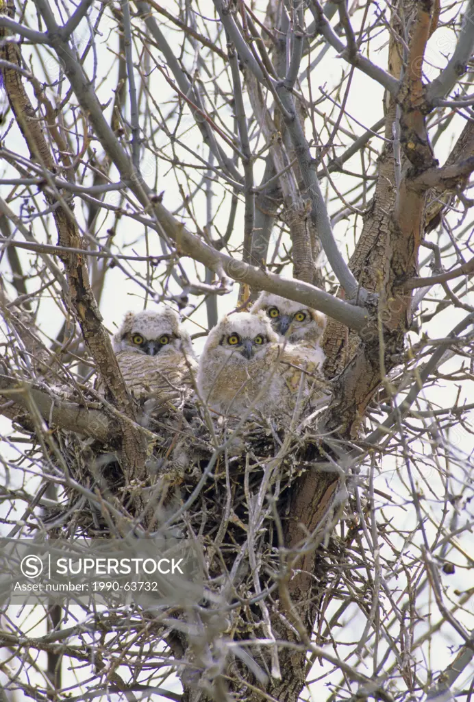 Great Horned Owl Bubo virginianus Nestlings wait for parents to return with food. Spring, Sasketchewan, Canada.