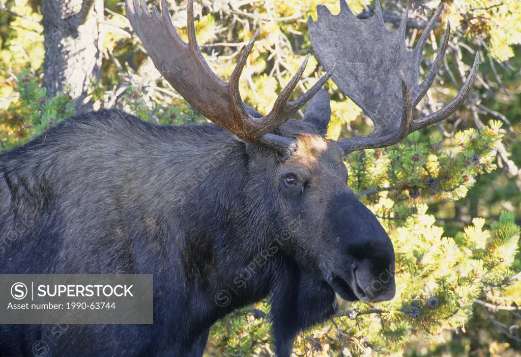 Bull Moose Alces alces Jasper National Park, Alberta, Canada