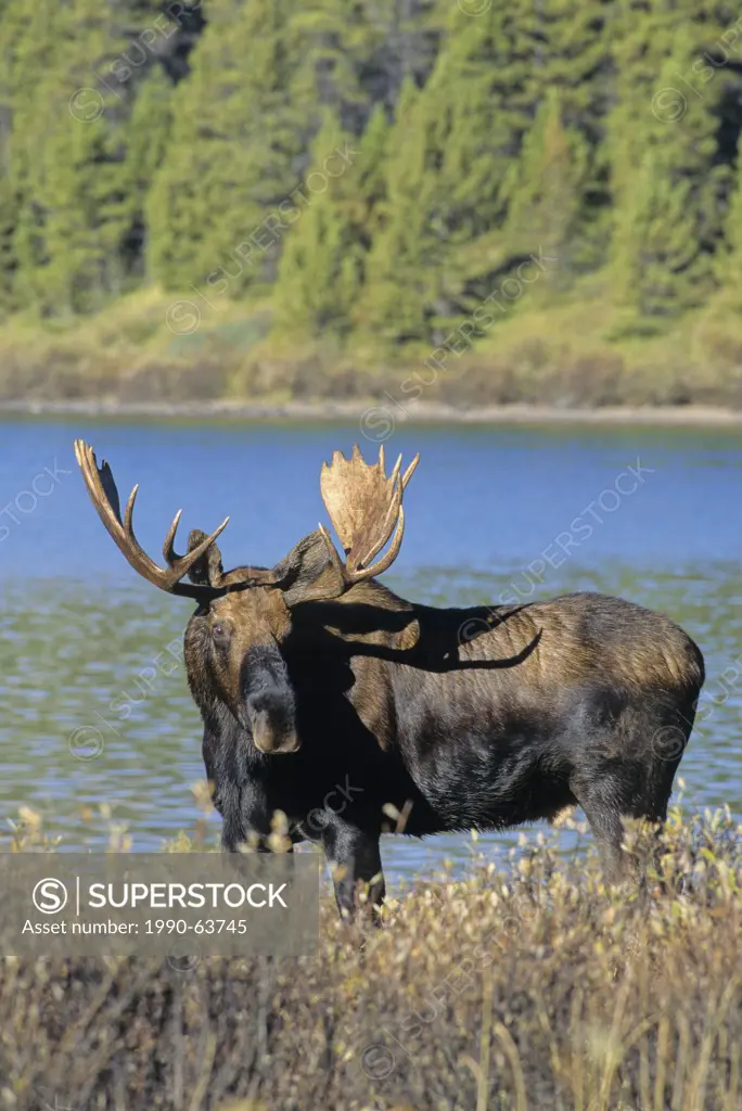 Moose Alces alces Male, rutting males occasionally have charged people, horses, cars and locomotives, Jasper National Park, Alberta, Canada
