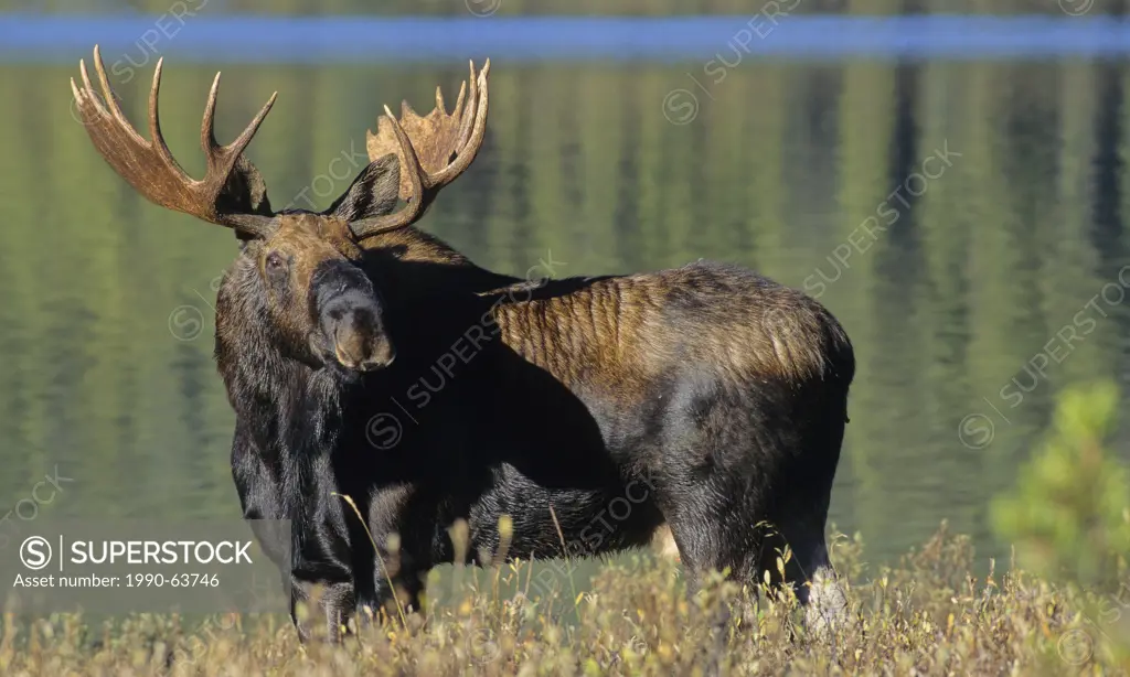 Bull Moose Alces alces, Jasper National Park, Alberta, Canada