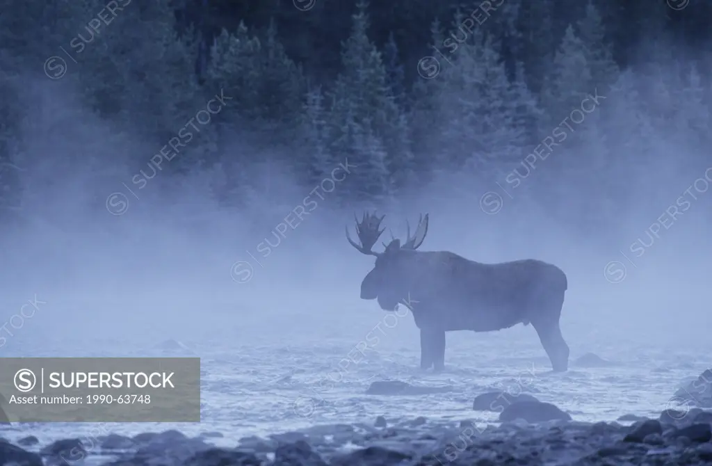 Moose Alces alces Male in Mist, Jasper National Park, Alberta, Canada