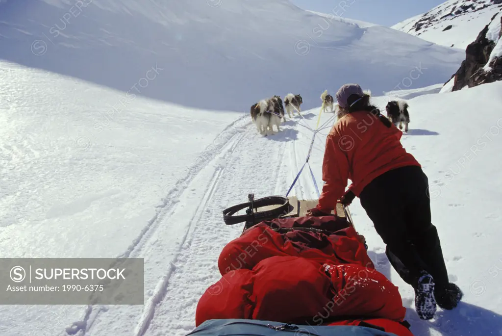 Young woman drives dogsled team across Meta Incognita Penninsula in early May, Baffin Island, Nunavut, Canada