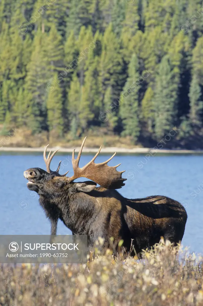 Moose Alces alces Male preforming a lip curl or flemen, Jasper National Park, Alberta, Canada.
