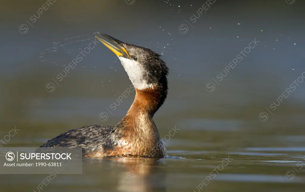 Red_necked Grebe, Podiceps grisegena, Kamloops area, BC, Canada