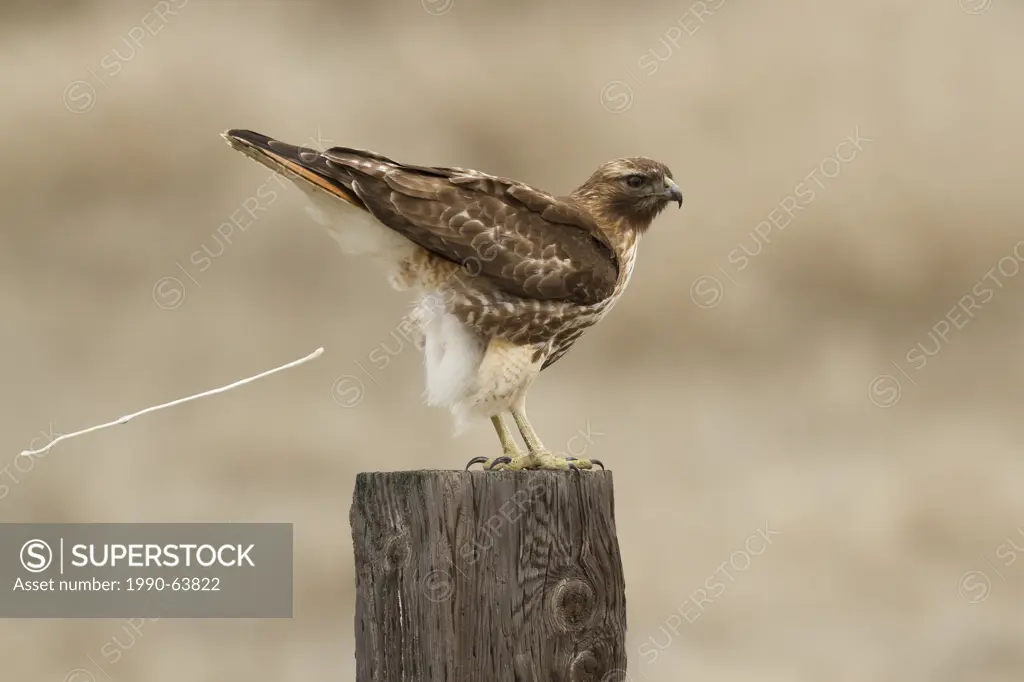 Red_tailed Hawk, Buteo jamaicensis, Washington, USA