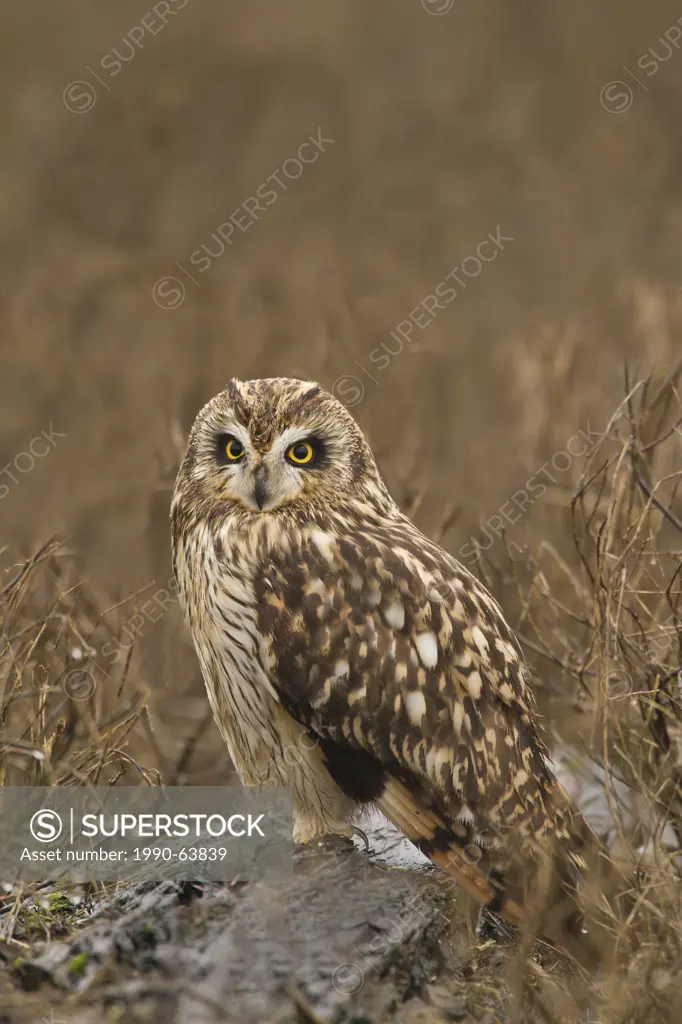 Short_eared Owl, Asio flammeus, Boundary Bay, BC, Canada