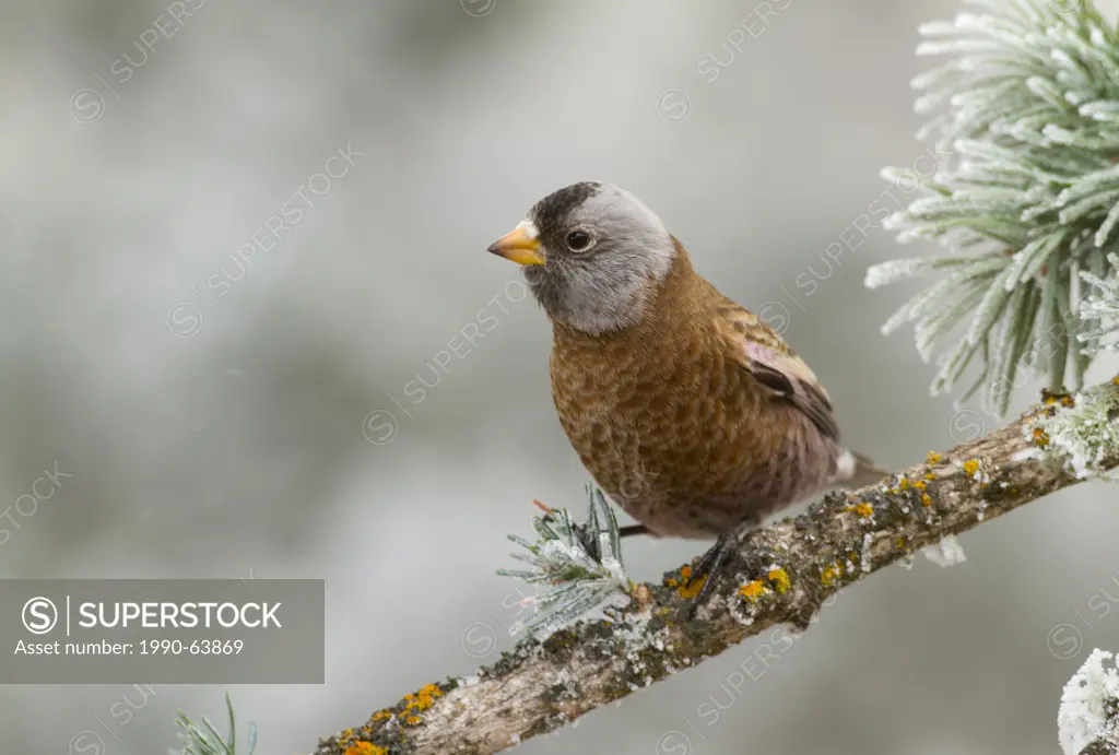 Gray_crowned Rosy Finch, Leucosticte tephrocotis, Sandia Crest, Albuquerque, New Mexico, USA