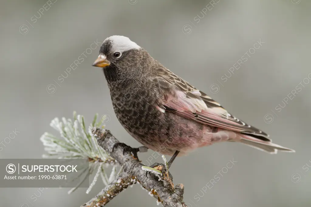 Black Rosy Finch, Leucosticte atrata, Sandia Crest, Albuquerque, New Mexico, USA