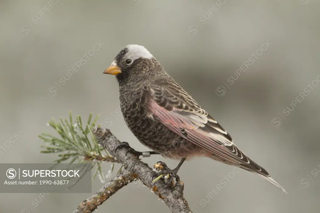 Black Rosy Finch, Leucosticte atrata, Sandia Crest, Albuquerque, New Mexico, USA