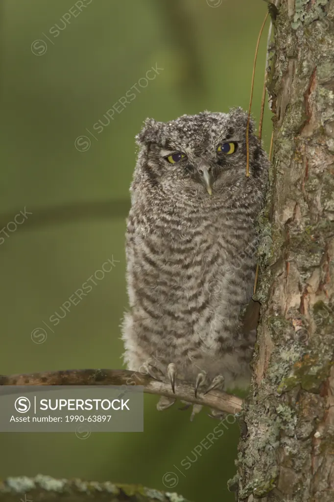 Western Screech Owl Interior, Megascops kennicottii macfarlanei, Interior BC,, Canada