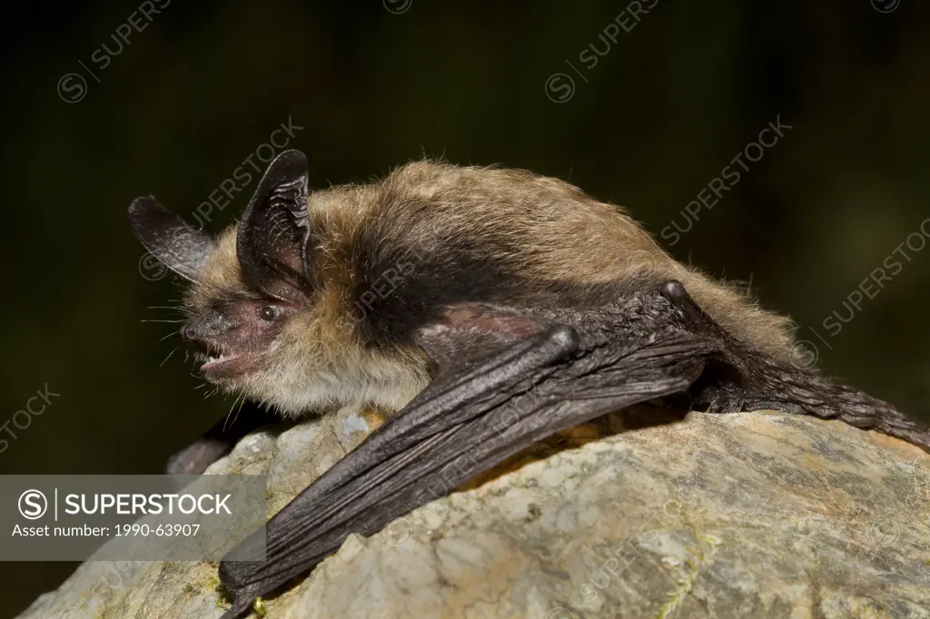 yotis evotis, Western Long_eared bat, Lillooet, BC, Canada