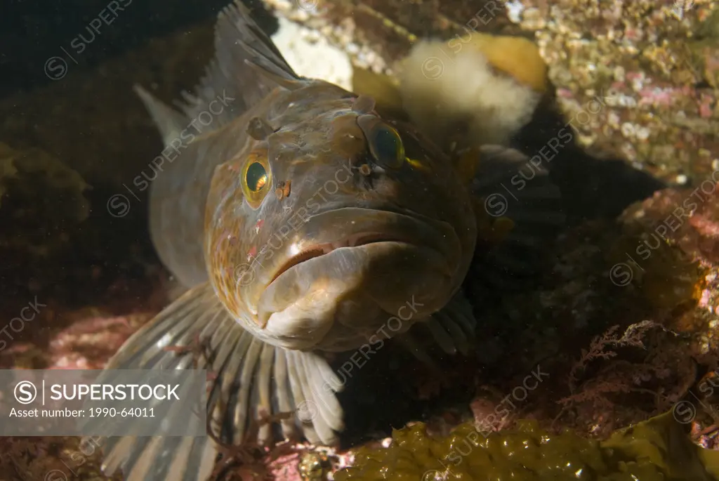 A male ling cod, ophiodon elongatus, guards an egg sac in the Strait of Georgia near Parksville, British Columbia Canada