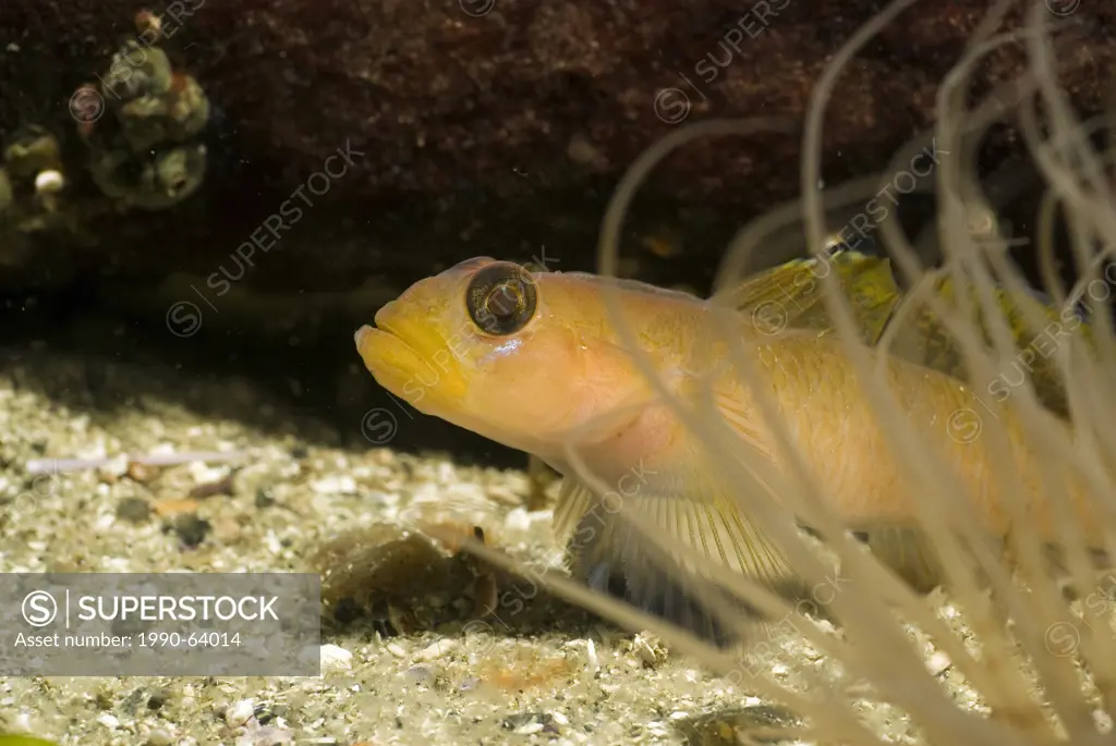 Detail of a blackeye goby, coryphopterus nicholsi, in the Strait of Georgia near Parksville, British Columbia, Canada.