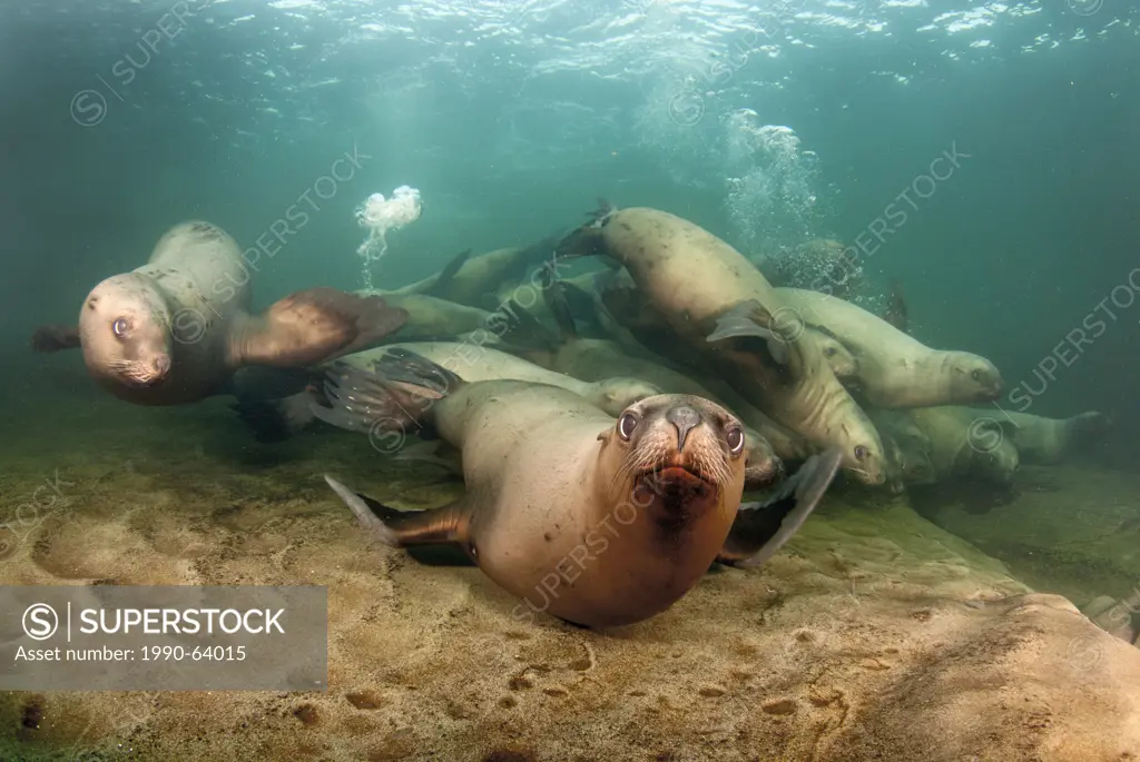 A group of juvenile sea lions, eumetopias jubatus, at play in the Strait of Georgia off Hornby Island, British Columbia, Canada