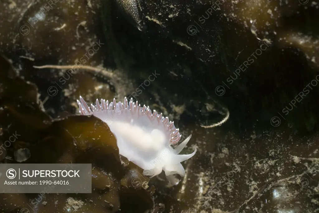 A white nudibranch, sometimes on kelp in the Strait of Georgia near Parksville, British Columbia, Canada.