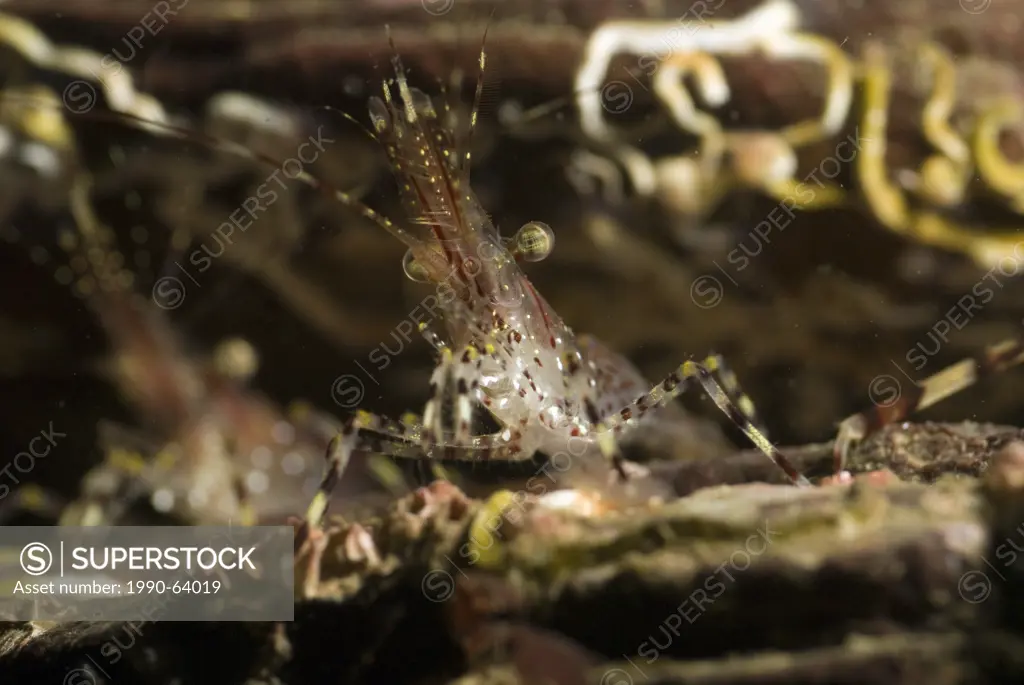 Detail of a dock shrimp, Pandalus danae, on an underwater ledge in the Strait of Georgia near Chemainus, British Columbia, Canada.