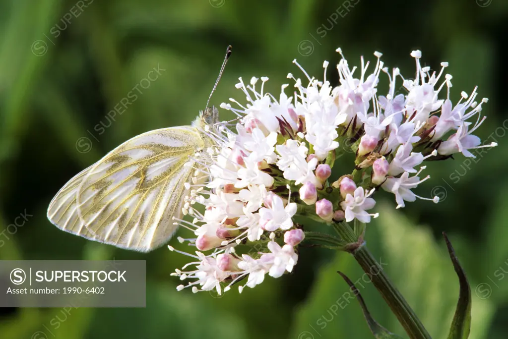 Western white butterfly, Pontia occidentalis on sitka valerian flower, South Chilcotin Provincial Park, British Columbia, Canada