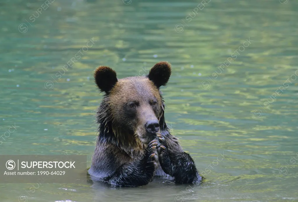 Grizzly Bear Ursus arctos horribilis Adult eating mineral_laden mud from the bottom of pond. Summer, Alaska, United States of America.