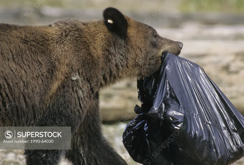 Grizzly Bear Ursus arctos horribilis Adult scavenging from a dump, Summer, Alaska, United States of America.
