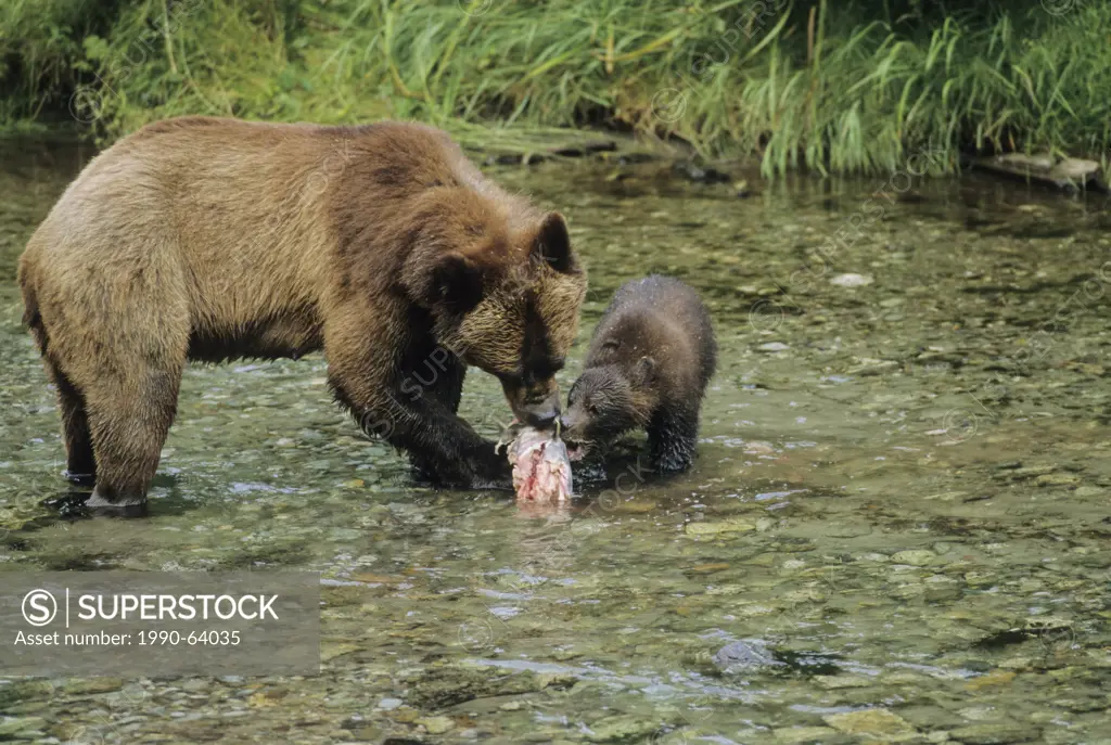 Grizzly Bear Ursus arctos horribilis Adult Female & Juvenile eating Chum Salmon Oncorhynchus keta Alaska, USA