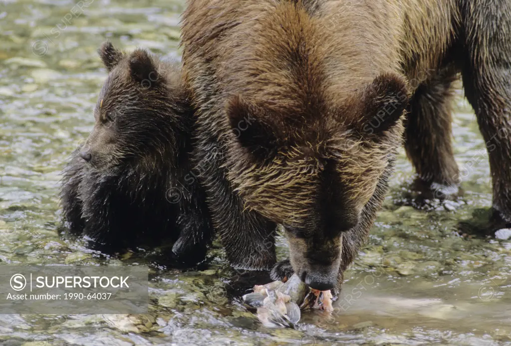 Grizzly Bear Ursus arctos horribilis Adult Female & Young who will remain with her for up to three years. Summer, Alaska, United States of America.