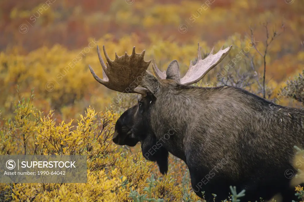Moose Alces alces Adult Male, Autumn, Denali National Park, Alaska, United States of America.