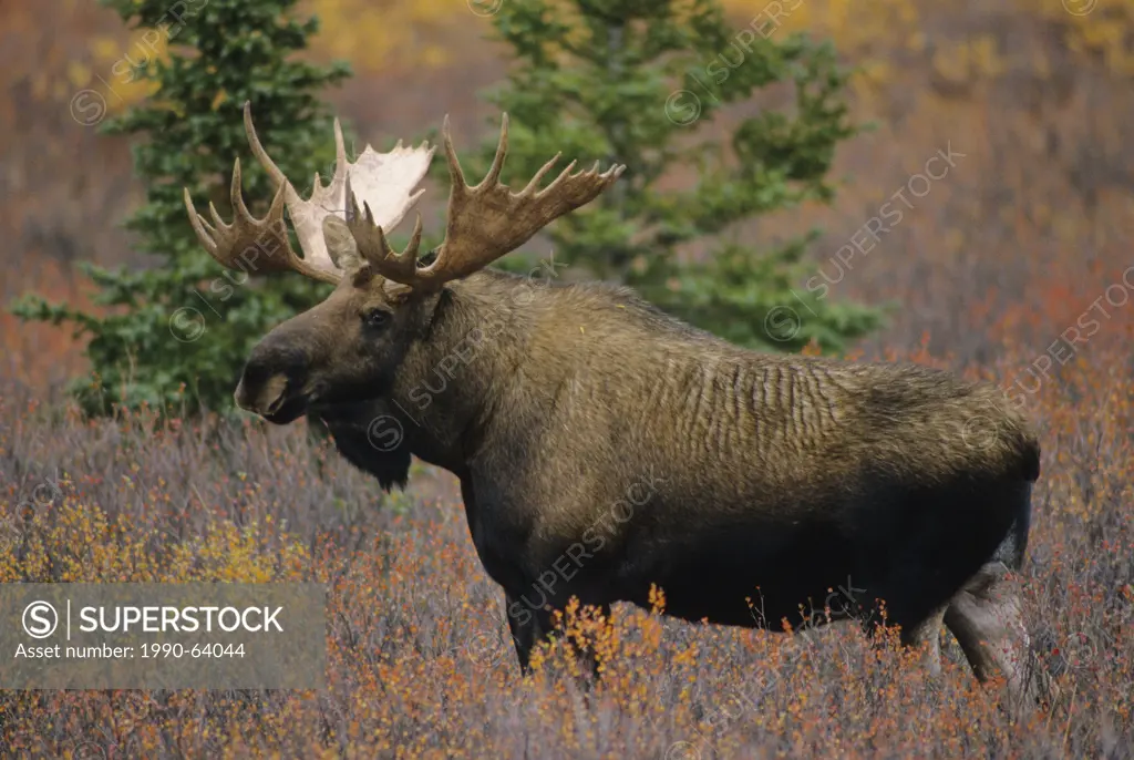 Moose Alces alces Adult Male, Autumn, Denali National Park, Alaska, United States of America.