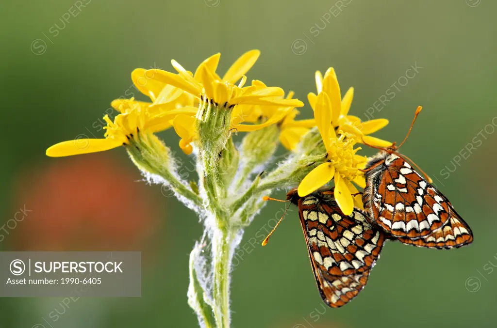 Variable checkerspots butterfly Euphydryas chalcedona mating on senecio flowers, South Chilcotin Mountains Provincial Park, British Columbia, Canada