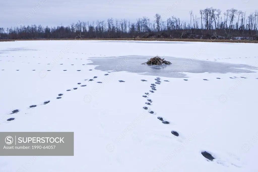 Coyote, canis latrans, tracks in the snow around Muskrat, ondatra zibethicus Lodge, Elk Island National Park, Alberta, Canada