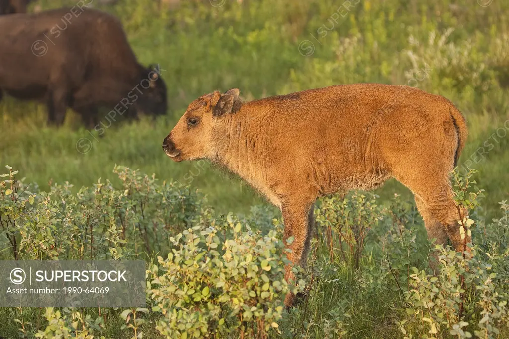 Bison, bos bison, calf at sunrise, Elk Island National Park, Alberta, Canada