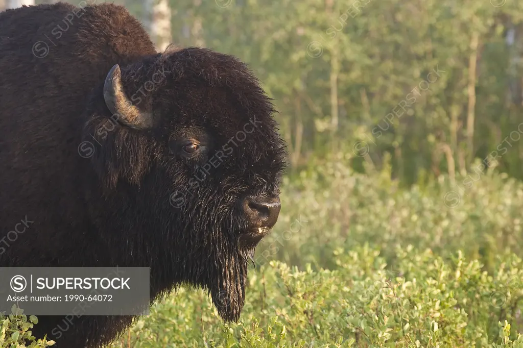 Bull Bison, bos bison, with dew covered face, Elk Island National Park, Alberta, Canada