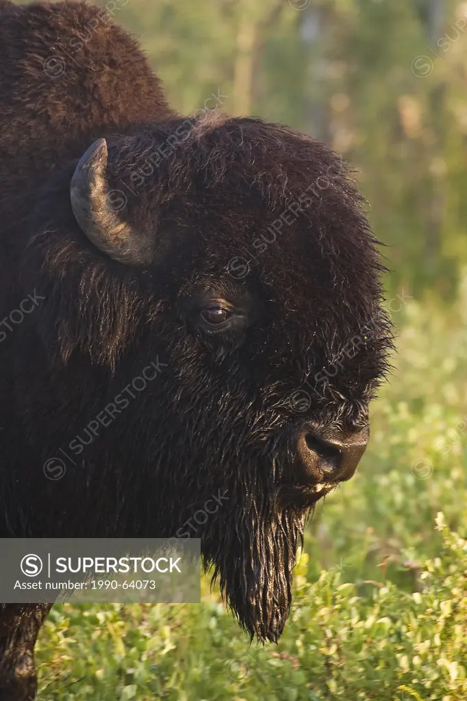Bull Bison, bos bison, with dew covered face, Elk Island National Park, Alberta, Canada