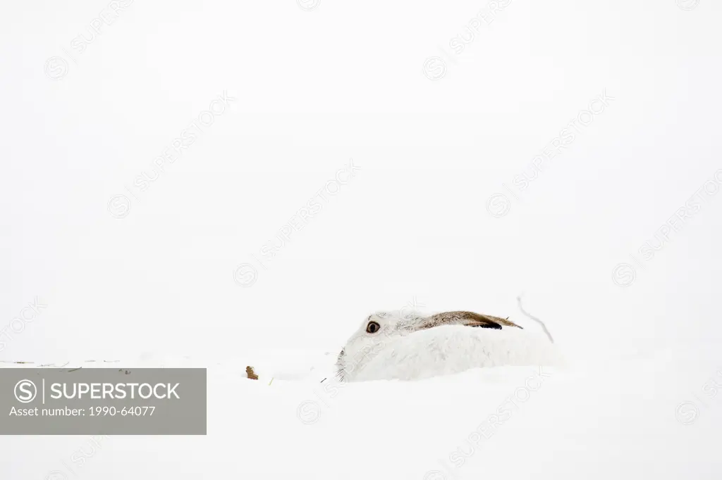 White Tailed Jack_Rabbit, lepus townsendii, sitting in the snow, Edmonton, Alberta, Canada