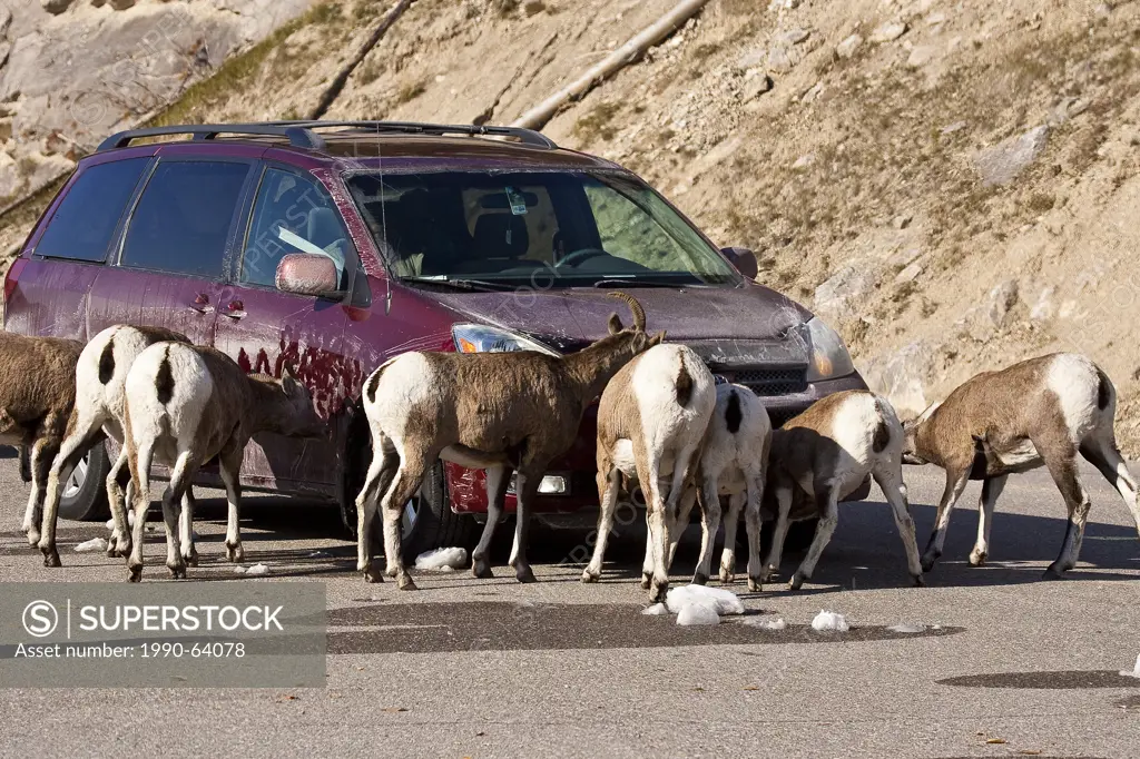 Bighorn Sheep, ovis canadensis, lickiing salt from the front of a vehicle, Jasper National Park, Alberta, Canada