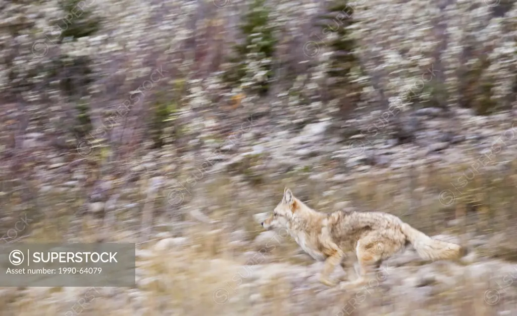 Coyote, canis latrans, running, Jasper National Park, Alberta, Canada