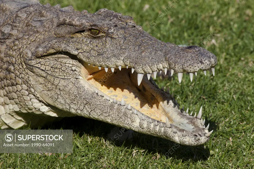 Nile Crocodile, Crocodylus niloticus, Crocodile Farm, Johannesburg, South Africa