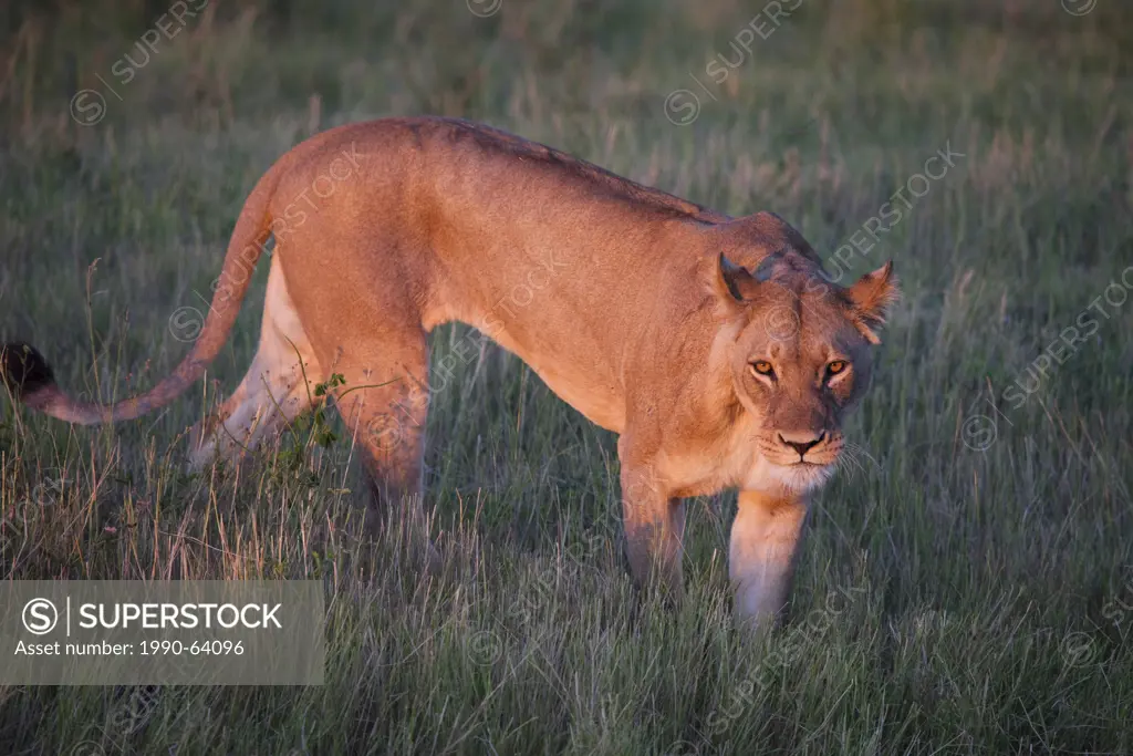Lion, Chobe National Park, Botswana, Africa